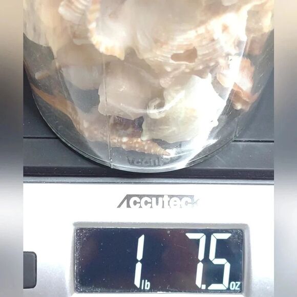 Florida Seashells in Glass Jar with cork Stopper NWOT Handmade Custom Gift - Picture 9 of 16